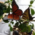 Steve Johnson Butterflies